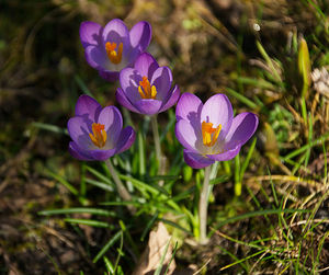 Close-up of purple crocus flowers on field