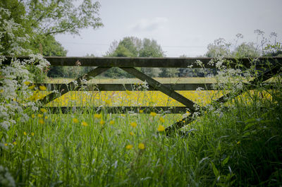 View of oilseed rape field