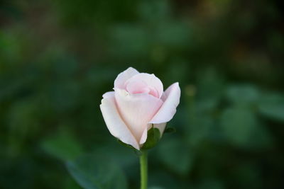 Close-up of pink rose