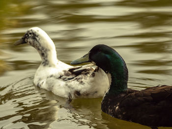 Close-up of duck swimming in lake