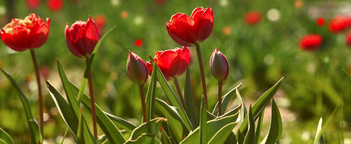 Close-up of red tulip flowers on field