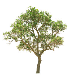 Close-up of leaves against white background