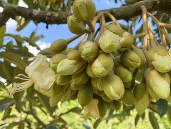 Low angle view of grapes growing on tree