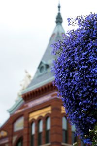 Low angle view of purple flower