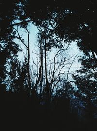 Low angle view of silhouette trees against sky