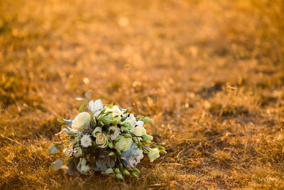 Close-up of white flowering plant on field