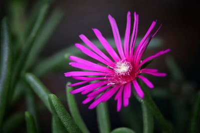 Close-up of pink flower