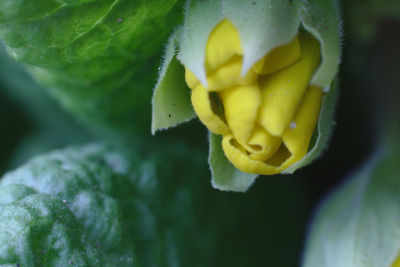 Close-up of yellow rose flower