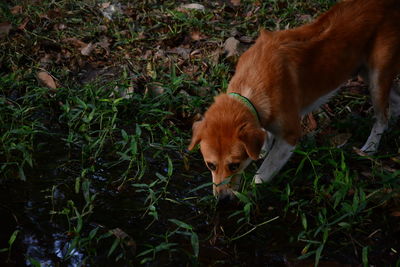 High angle view of dog on field