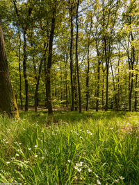 Trees growing in forest