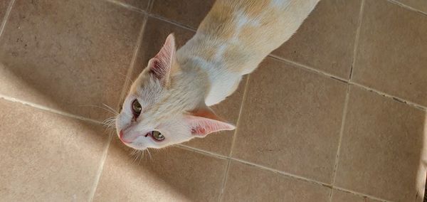 High angle view of cat on floor at home