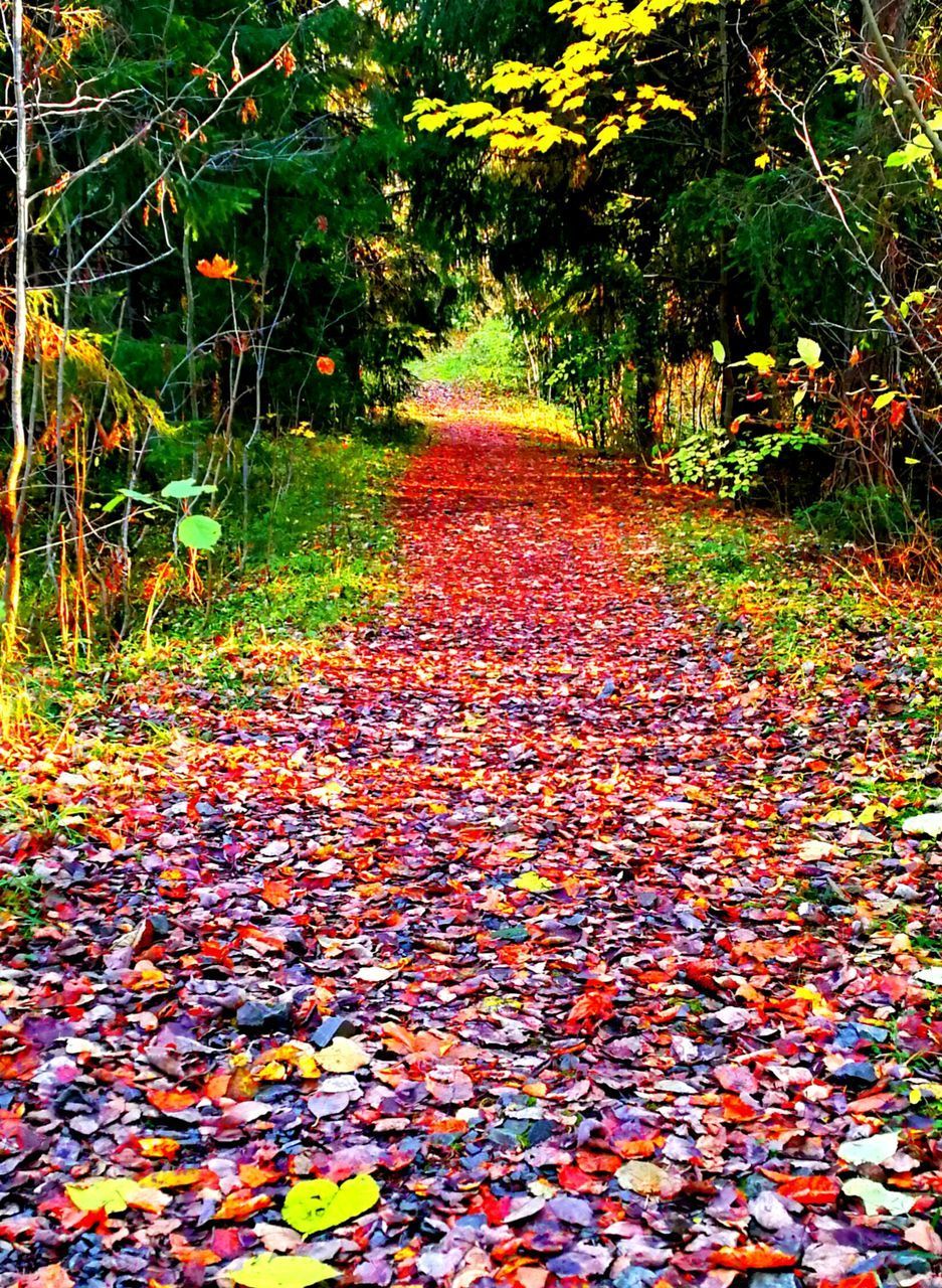 VIEW OF AUTUMN TREES