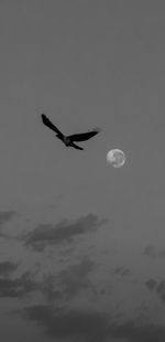 Low angle view of bird flying in sky