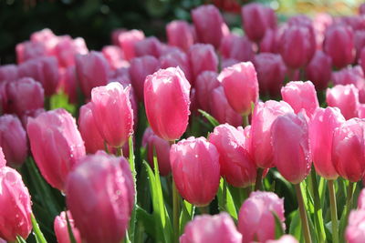 Close-up of pink tulips in park