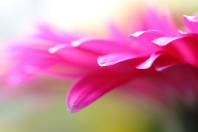 Close-up of pink flower