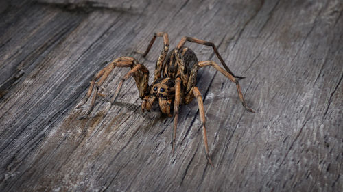 High angle view of spider on wood