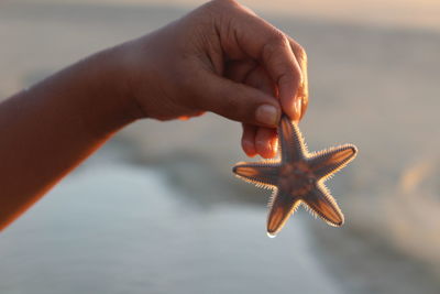 Close-up of hand holding crab at beach