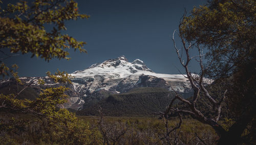 Trees against snowcapped mountains