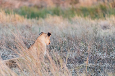 View of a female lion on field
