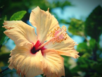 Close-up of hibiscus flower