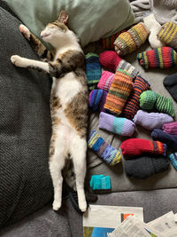 Cats and socks
