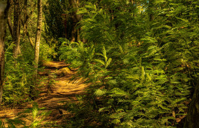 Scenic view of forest