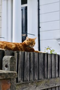 Cat relaxing on wooden fence