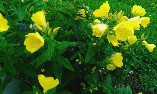 Close up of yellow flowers