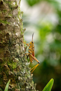 Close-up of insect on tree trunk