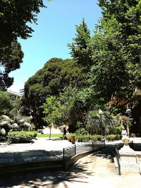 Trees growing in park