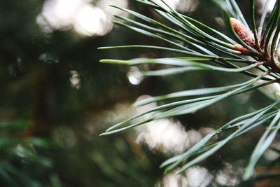 Close-up of pine tree
