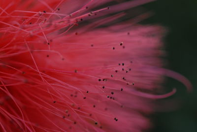 Close-up of pink camera