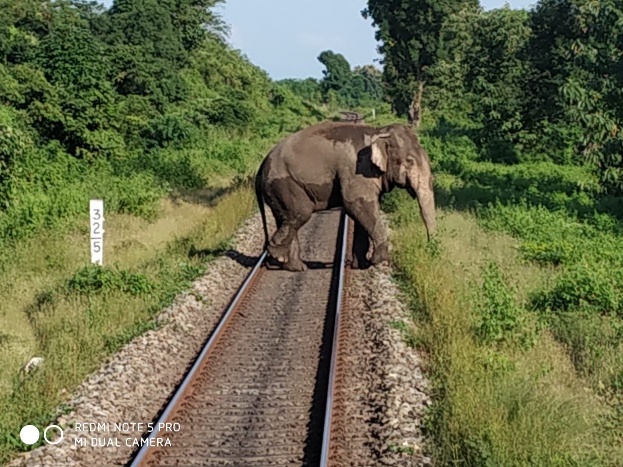 tree, animal themes, animal, plant, mammal, nature, animal wildlife, railroad track, track, no people, one animal, rail transportation, transportation, day, elephant, sky, animals in the wild, environment, sign, outdoors, african elephant