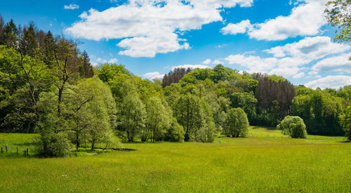 Trees on field against sky