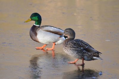 Duck swimming on lake