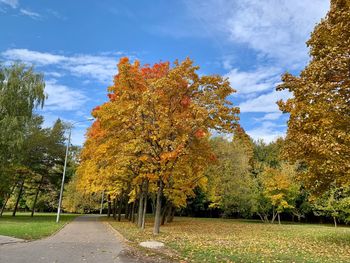 Autumn leaves on footpath by trees against sky