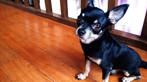 Portrait of dog on hardwood floor