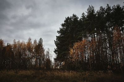 Low angle view of trees on field against sky