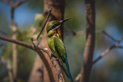 Close-up of bird perching on branch