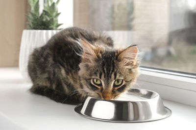 Cat sits on a windowsill, licking milk from steel bowl. close up. little tabby kitten eating at home