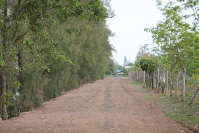 Dirt road along trees and plants