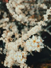 Close-up of cherry blossom