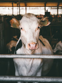 Close-up portrait of cow