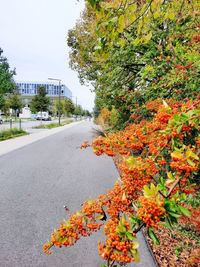 Autumn tree by road in city