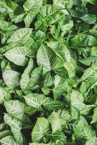 Full frame shot of green leaves