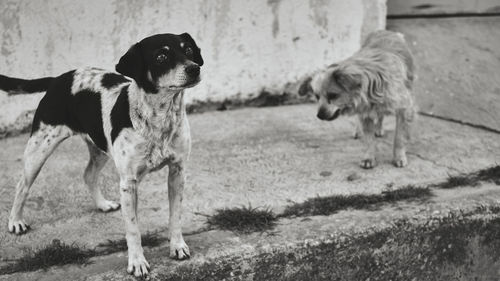 Portrait of dog standing on land