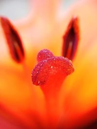 Close-up of flower against blurred background