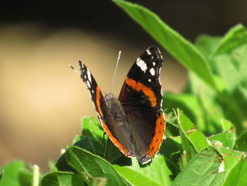 Close-up of butterfly perching on plant