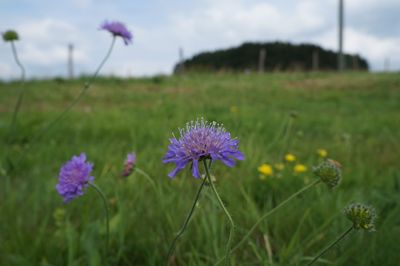 Close-up of purple flowers blooming in field