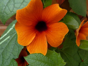 Close-up of orange flowers blooming outdoors